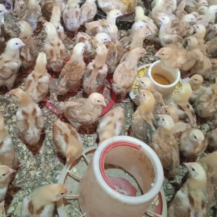 One-week-old layer chicks